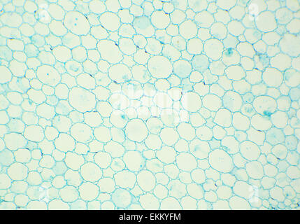 Sección transversal de tallos de girasol bajo el microscopio (Helianthus  tallo .), 400x Fotografía de stock - Alamy