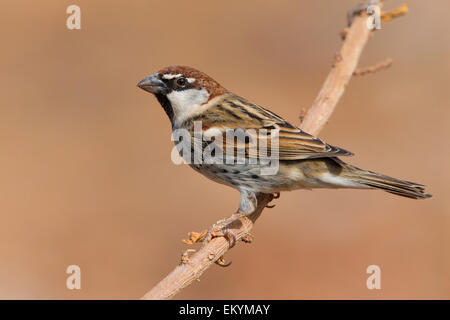 Spanish Sparrow, Santiago, Cabo Verde (Passer hispaniolensis) Foto de stock