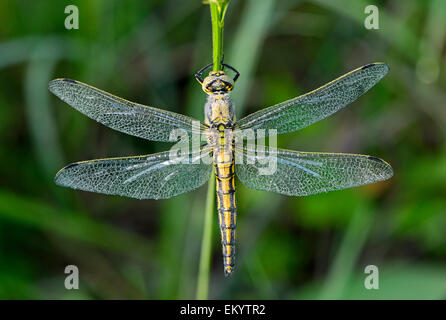 Black-tailed Skimmer dragonfly (Orthetrum cancellatum), hembra, rocío matinal, Suiza Foto de stock