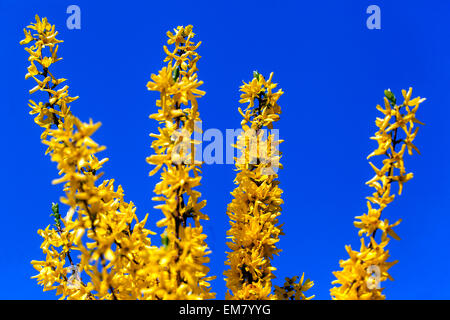 Forsythia x intermedia, jardín arbusto que florece en primavera Foto de stock