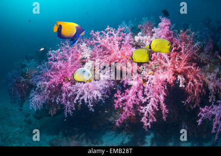 Paisaje de arrecifes de coral con un par de enrejados butterflyfish (Chaetodon rafflesi, un azul rodeado de peces ángel (Pomacanthus navarchus) Foto de stock