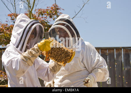 Dos mujeres apicultores comprobación de la salud de la miel en un fotograma en Seattle, Washington, EE.UU. Foto de stock