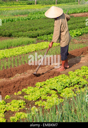 Vietnam, Hoi An, la huerta, jardinero, Foto de stock