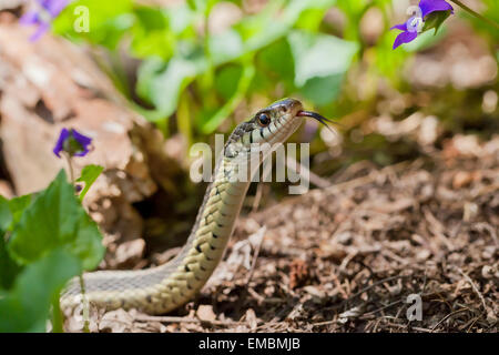 Garter Snake común (Thamnophis sirtalis) - Virginia EE.UU. Foto de stock