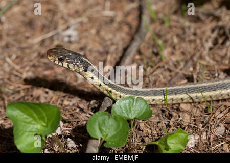 Garter Snake común (Thamnophis sirtalis) - Virginia EE.UU. Foto de stock