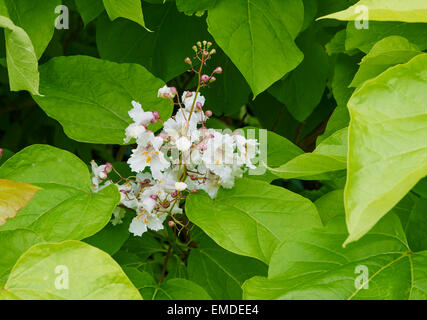 Catalpa bignonioides es una especie de Catalpa que es nativo del sureste de Estados Unidos. Catalpa bignonioides es una especie de Catalpa que es nativo del sureste de Estados Unidos.