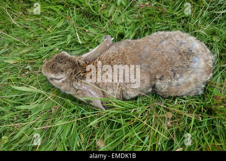 Un conejo europeo severamente afectados por mixomatosis inerte con los ojos hinchados