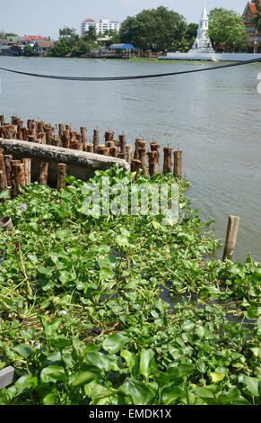 Jacinto de agua, Eichhornia crassipes presentada en el embarcadero de madera en el río Chao Praya, una seria maleza que obstruye las vías fluviales Foto de stock