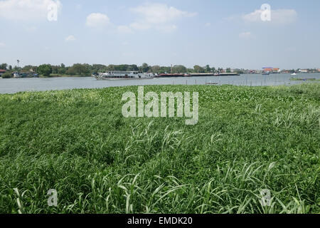 Jacinto de agua, Eichhornia crassipes presentada en otra vegetación en el río Chao Praya, una seria maleza que obstruye las vías fluviales Foto de stock