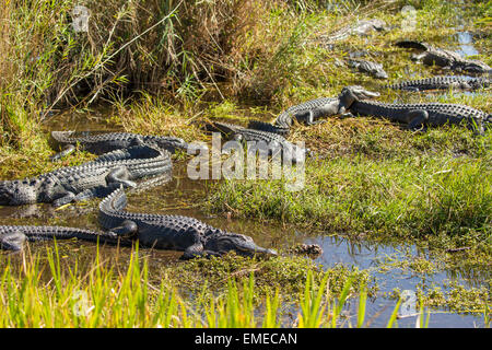 Lagartos americanos (Alligator mississippiensis) descansando a lo largo del sendero Anahinga en el Parque Nacional de los Everglades, en Florida, EE.UU. Foto de stock