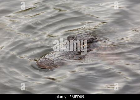 Cocodrilo Americano (Alligator mississippiensis) a lo largo del sendero Anahinga en el Parque Nacional de los Everglades, en Florida, EE.UU. Foto de stock
