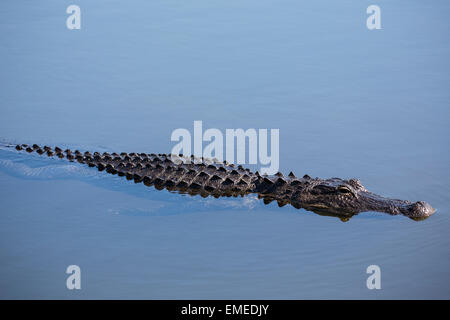 Cocodrilo Americano (Alligator mississippiensis) a lo largo del sendero Anahinga en el Parque Nacional de los Everglades, en Florida, EE.UU. Foto de stock