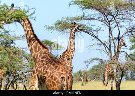 Giraffa camelopardalis jirafas comiendo acacia en el Parque nacional Serengeti, Tanzania, África.
