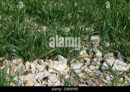 Una cosecha de trigo joven groiwing en muy pedregoso, Flint suelo sobreyacente chalk, Berkshire, Reino Unido , Abril Foto de stock