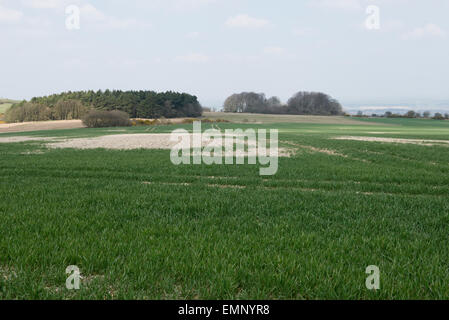Un joven de cultivo de trigo en muy pedregoso, Flint suelo sobreyacente chalk, Berkshire, Reino Unido , Abril Foto de stock