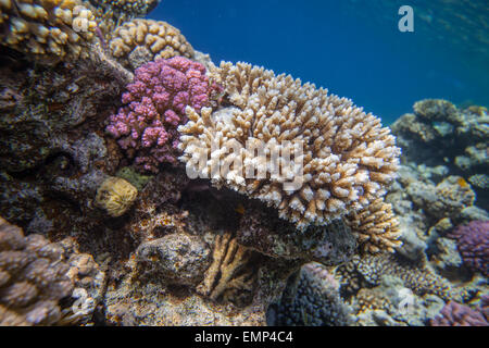 Arrecifes de coral del mar rojo Foto de stock