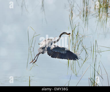 Great Blue Heron Pesca en pantanos de Florida Foto de stock