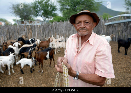 Hombre, 76 años, ocupándose de las cabras (Capra aegagrus hircus), Caladinho, Uaua, Bahia, Brasil Foto de stock