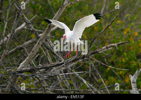 Ibis Blanco Eudocimus albus en manglares costeros de la costa del golfo de Florida, EE.UU. Foto de stock