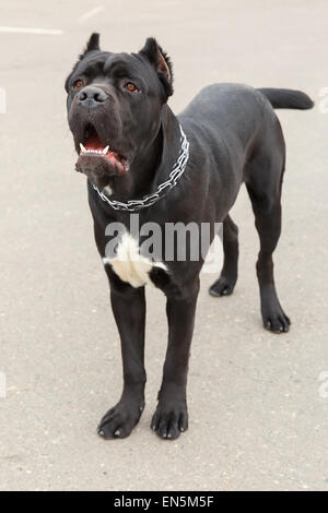 scopare una negra cane corso italiano scopare una negra cane corso italiano
