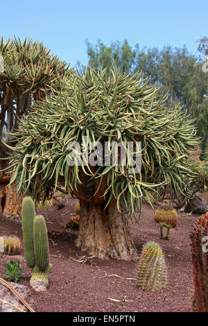 El carcaj Árbol o Kocurboom, Aloe dichotoma, Asphodeloideae Aloaceae Xanthorrhoeaceae, previamente. Namibia y Sudáfrica.