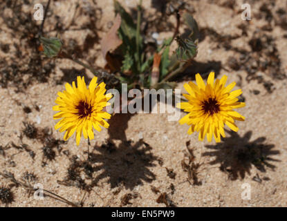 Falso, Reichardia tingitana Sowthistle, Asteraceae. Fuerteventura, Islas Canarias, España. Foto de stock