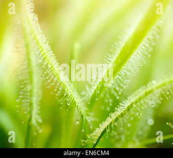 Plantas y árboles: hojas verdes de sundews, la luz del sol desde arriba, natural de fondo abstracto Foto de stock