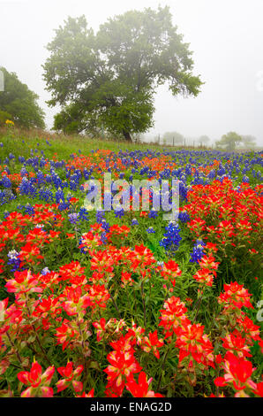 Pincel y bluebonnets en el Texas Hill Country, cerca de Fredericksburg, Texas