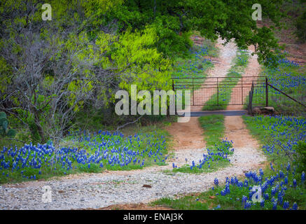 La pequeña carretera de grava líneas con bluebonnets, cerca de la ciudad de sauce en el Texas Hill Country
