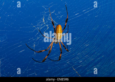 Golden orb-web spider, nephila clavipes Foto de stock