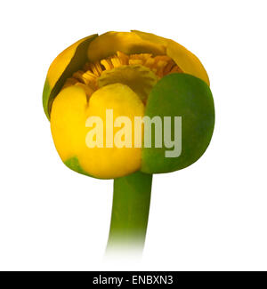 Flor amarillo lirios de agua (Nuphar lutea).El fondo es blanco.europa.Ucrania.El Río Psel.macro.