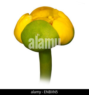 Flor amarillo lirios de agua (Nuphar lutea).El fondo es blanco.europa.Ucrania.El Río Psel.macro.