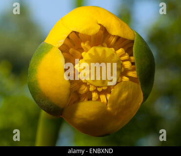 Flor amarillo lirios de agua (Nuphar lutea).El fondo es blanco.europa.Ucrania.El Río Psel.macro.