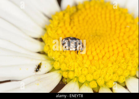 Alfombra variado Beetle - Anthrenus verbasci Foto de stock