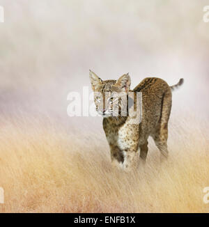 Bobcat, caminar en la hierba Foto de stock