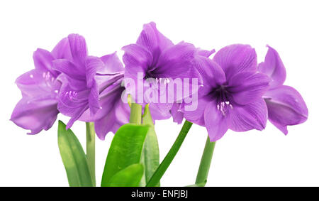 Amaryllis blanca flor en el cuadro morado Fotografía de stock - Alamy