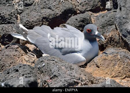 Swallow-tailed gull (Creagrus furcatus), Isla Plaza Sur, Provincia de Galápagos, Galápagos, Ecuador Foto de stock