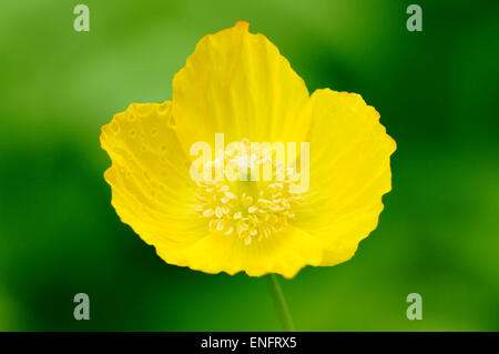 Islandia amarillo amapola (Papaver nudicaule), Renania del Norte-Westfalia, Alemania