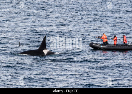 Toro adulto Escriba una orca (Orcinus orca) surgiendo cerca de los investigadores en el Estrecho de Gerlache, La Antártica, regiones polares Foto de stock