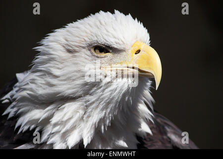 Orgullo- un atento el águila calva americana se ve en la distancia desde la  percha en el Zoológico del Bronx en Nueva York Fotografía de stock - Alamy