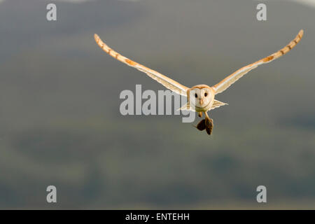 Lechuza de Campanario (Tyto alba) en vuelo llevando su presa, Dumfries y Galloway, Escocia, Reino Unido