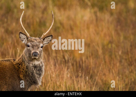 Ciervo el ciervo colorado (Cervus elaphus) en las Tierras Altas de Escocia, Inverness-shire, Scotland, Reino Unido mirando a la cámara, cerca de la cara de la cabeza