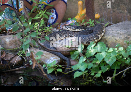 Serpiente de agua con bandas en Kanapaha Botanical Gardens en Gainesville, Florida.