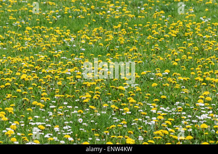 Dandeliones florecientes y flores silvestres en el prado verde Foto de stock