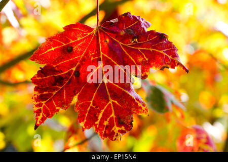 El arce rojo (Acer rubrum) las hojas de un árbol se pone roja en otoño. Herefordshire, Inglaterra. De septiembre. Foto de stock