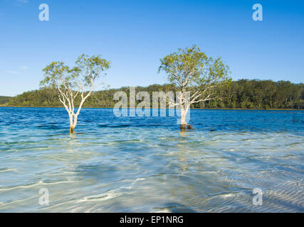 Los árboles que crecen en el lago McKenzie, Fraser Island, Queensland, Queensland, Australia