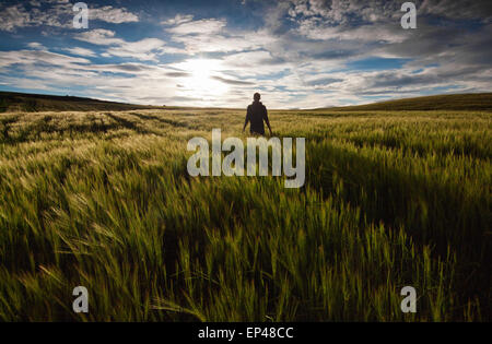 Vista trasera de un hombre de pie en un campo verde al atardecer