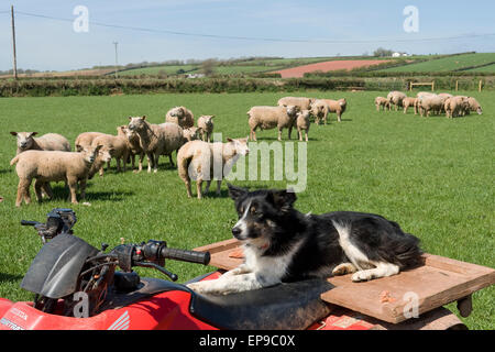 Perro de ovejas Ovejas viendo Foto de stock