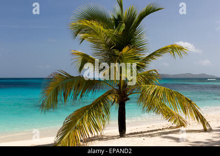 Palm Tree en una playa tropical, el Caribe Foto de stock
