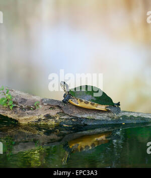 Florida Cooter tortuga en un registro Foto de stock